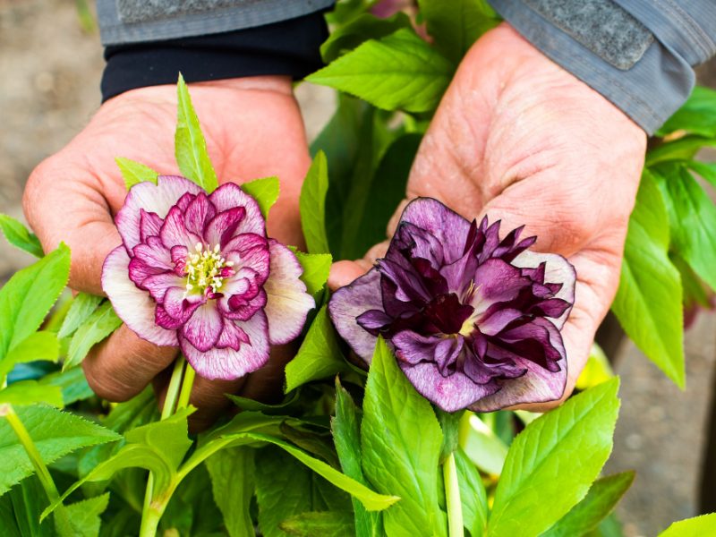 Close Up Helleborus Double Ellen Bloom