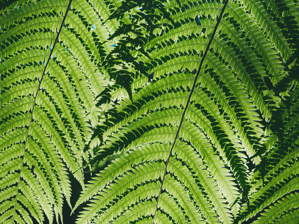 beautiful-green-fern-leaves-naturerain-forest-fern-background