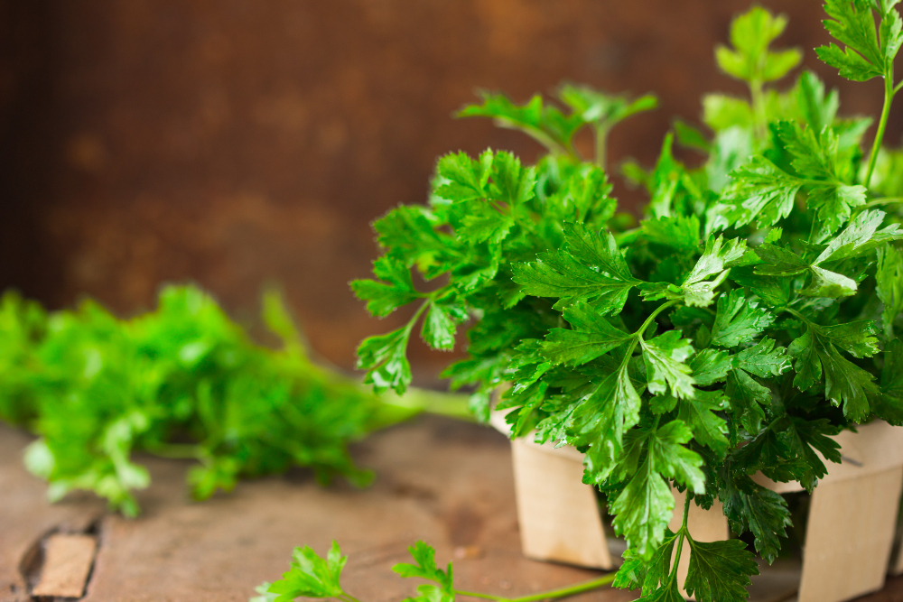 Bunch Raw Parsley Wooden Table