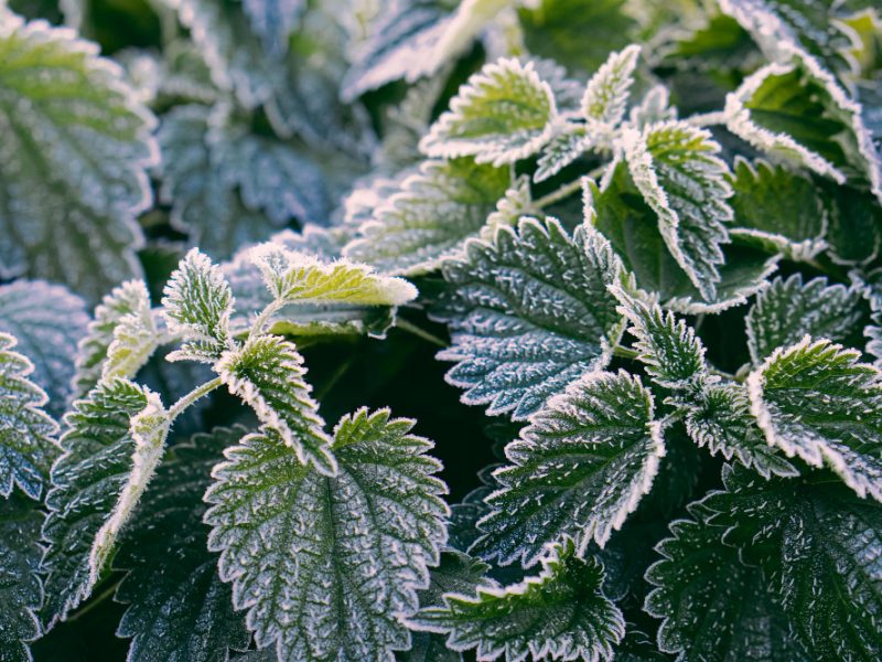Stinging Nettle Leaves Hoarfrost As Background Texture Green Nettle Winter Top View