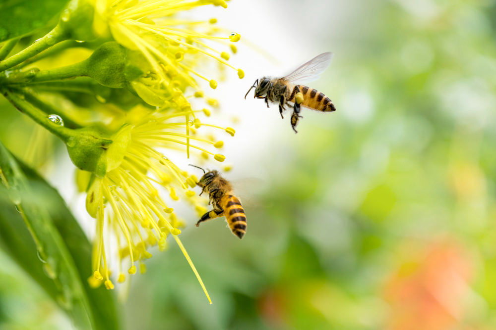 Flying Honeybee Collecting Pollen Yellow Flower