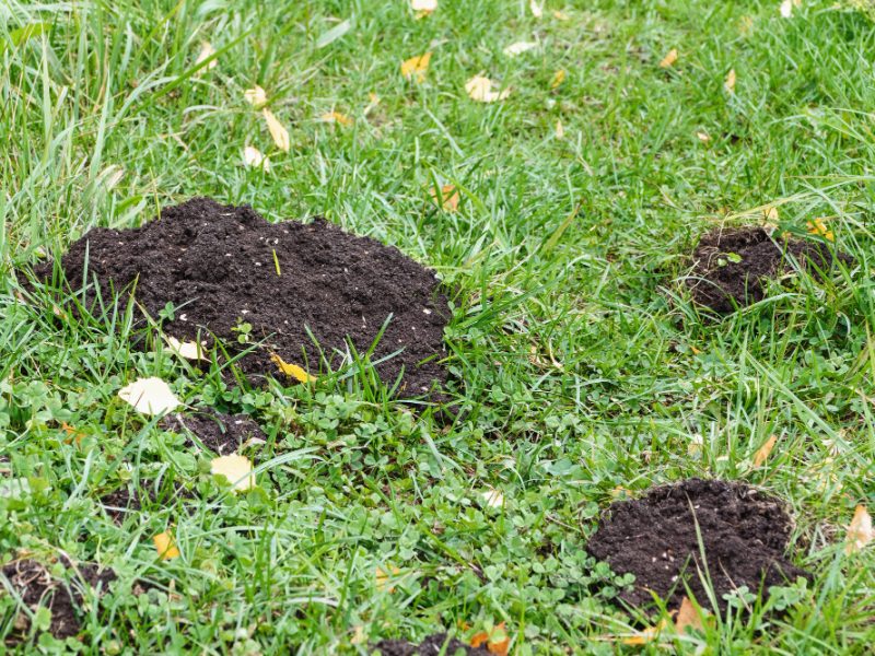 Molehills Garden Path Mole Problem