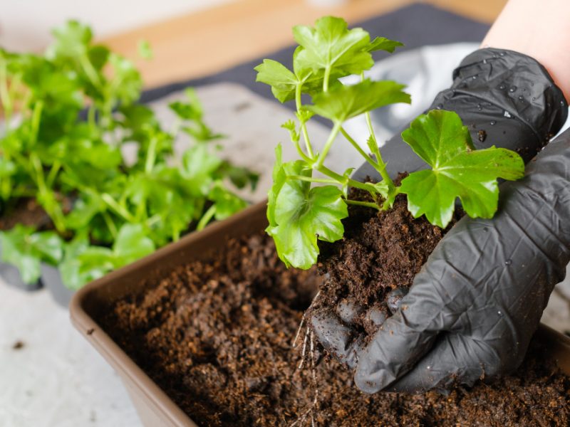 Woman Transplanting Pelargonium Plant Into Bigger Pot Planting Flowers Home Balcony