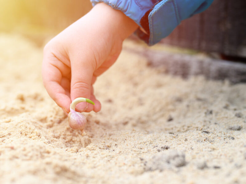 Kids Hand Planting Sprouted Seed Garlic Garden Bed