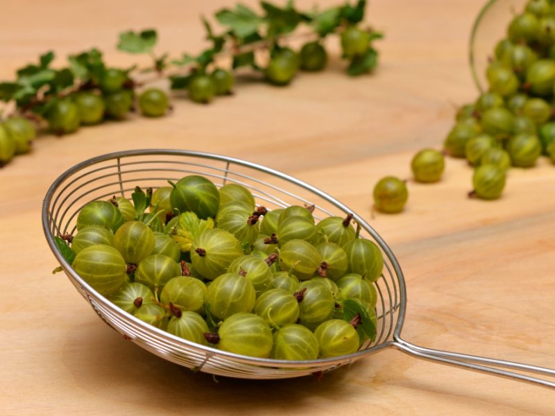 Gooseberry Berries Colander Sorting Table Close Up