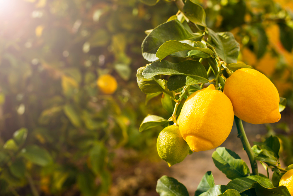 bunch-fresh-ripe-lemons-lemon-tree