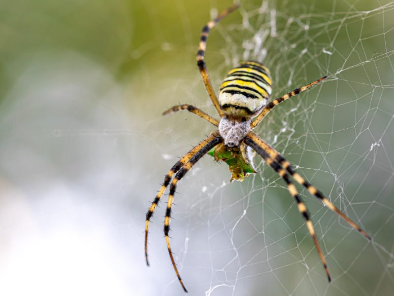 black-yellow-stripe-argiope-bruennichi-wasp-spider-web