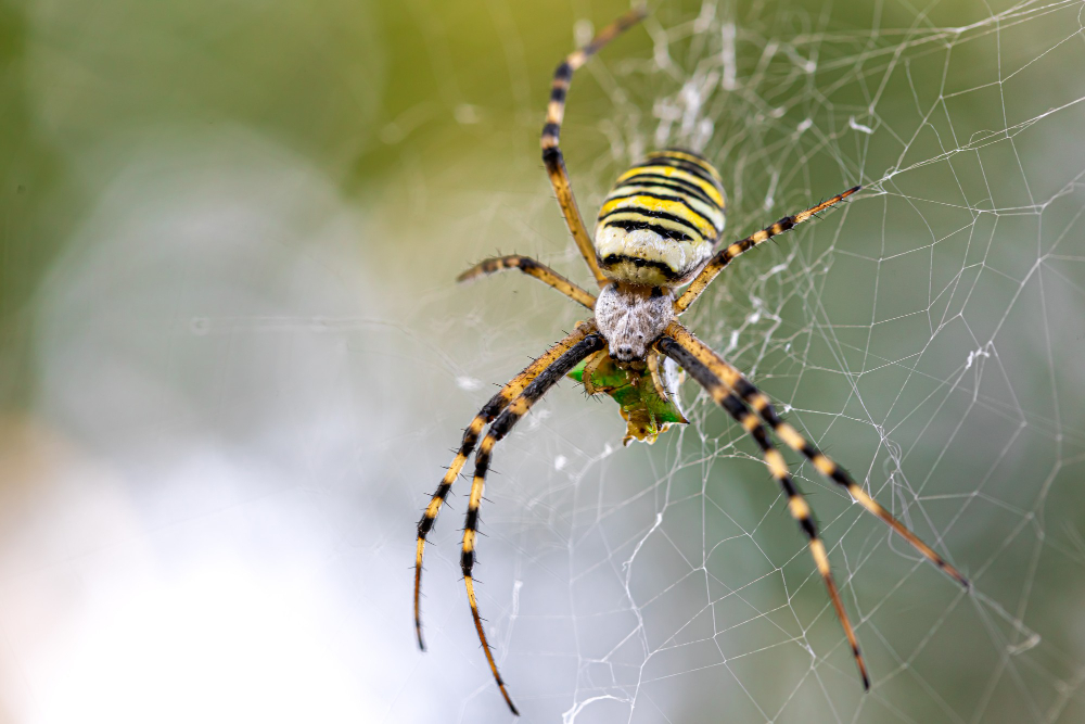 black-yellow-stripe-argiope-bruennichi-wasp-spider-web
