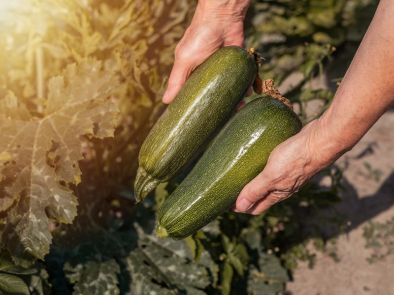 Zucchini From Organic Eco Kitchen Garden Fresh Green Harvest Courgette Vegatables Hands