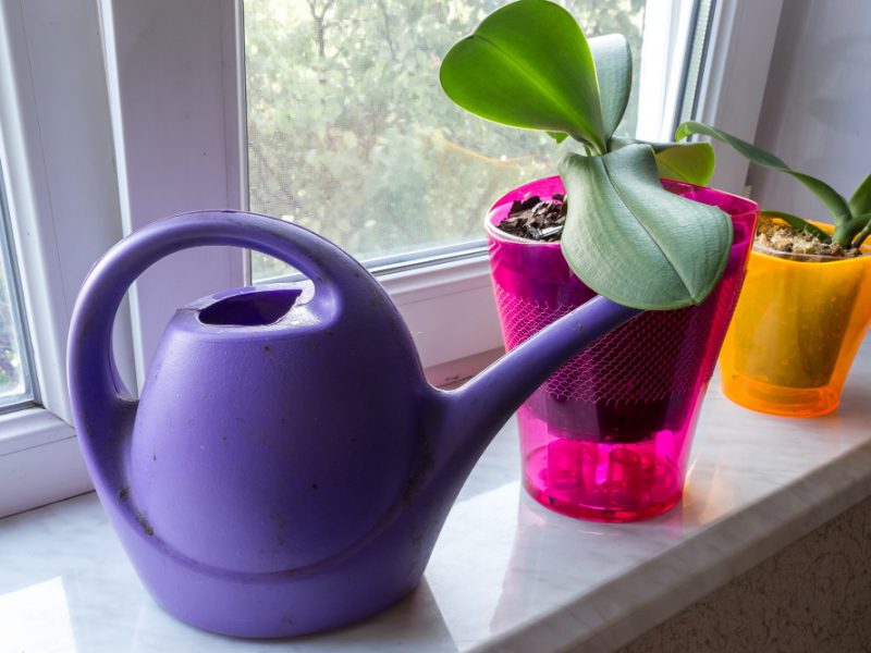 Orchid Pot Window With Watering Can Phalaenopsis Houseplant Care Growing Flowers Home