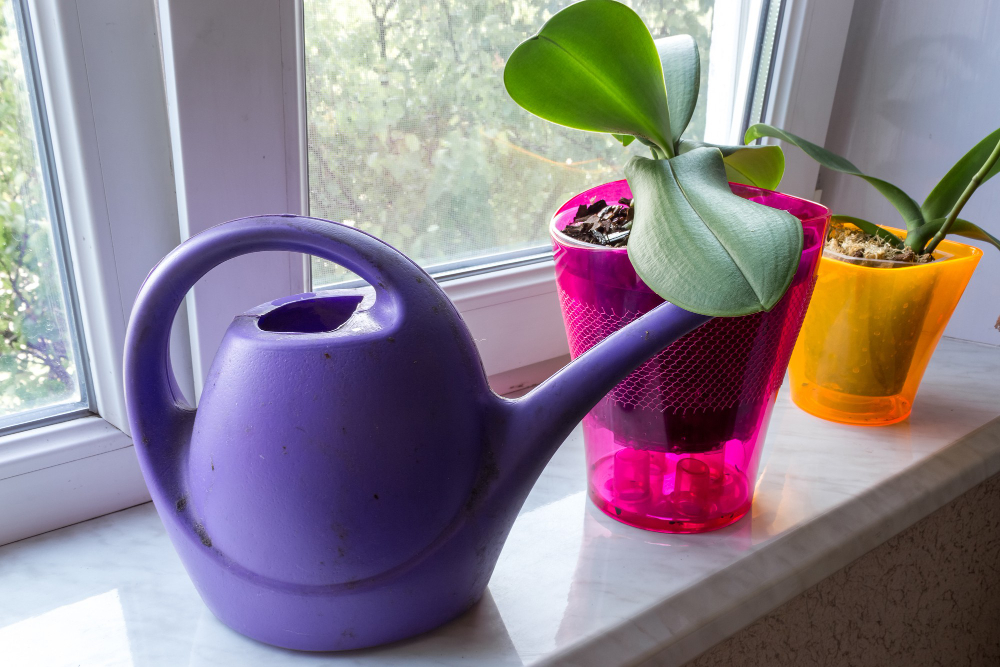 orchid-pot-window-with-watering-can-phalaenopsis-houseplant-care-growing-flowers-home
