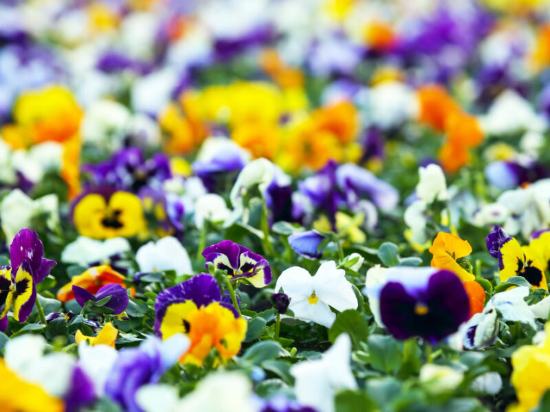 Flowerbed With Different Flowers Pansies
