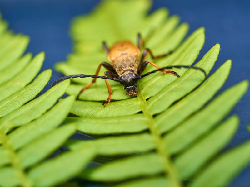 Beetle Fern Leaves