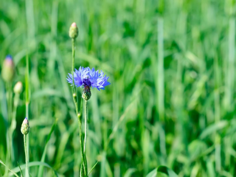 Wild Blue Cornflower Green Meadow