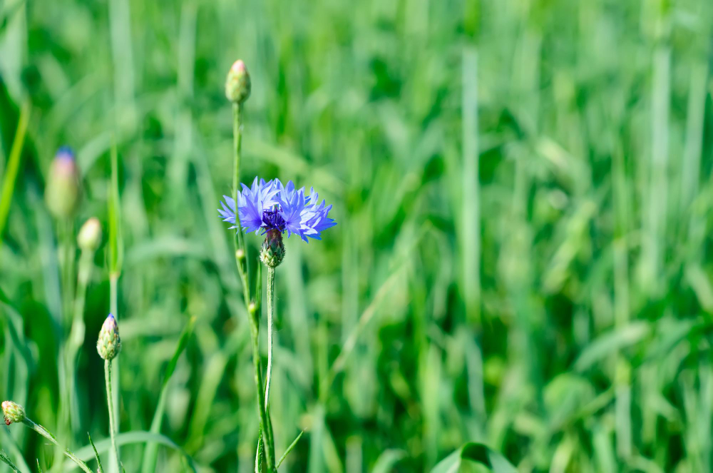 wild-blue-cornflower-green-meadow