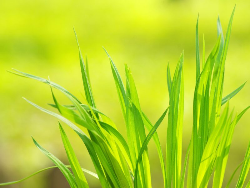 green-grass-isolated-green-background