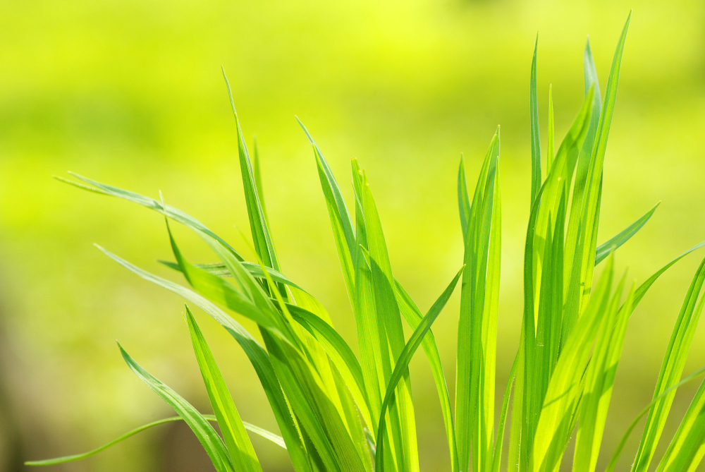 Green Grass Isolated Green Background