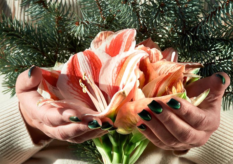 Unrecognizable Senior Woman Holds Amaryllis Winter Flower Fir Twigs Hands With Manicure