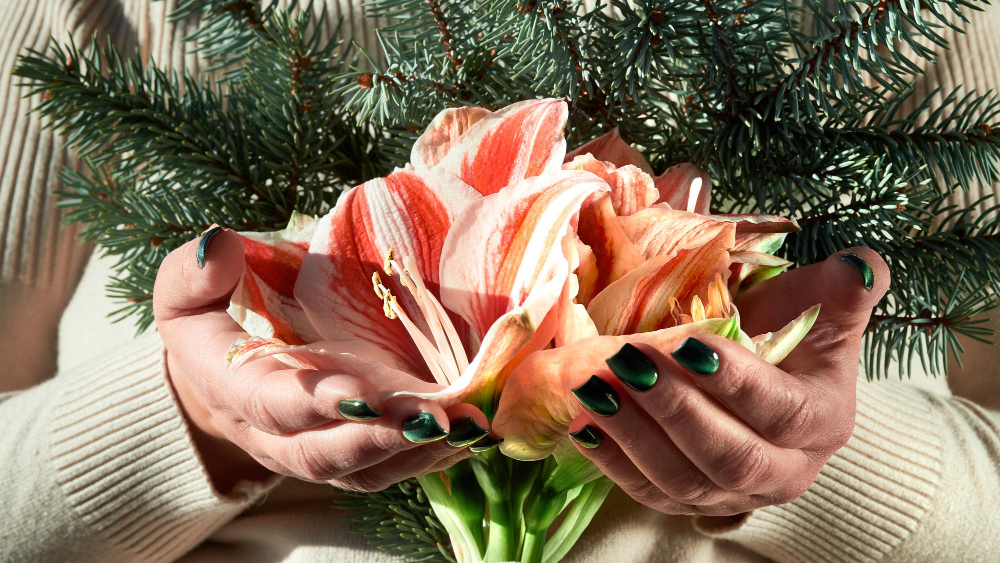 Unrecognizable Senior Woman Holds Amaryllis Winter Flower Fir Twigs Hands With Manicure