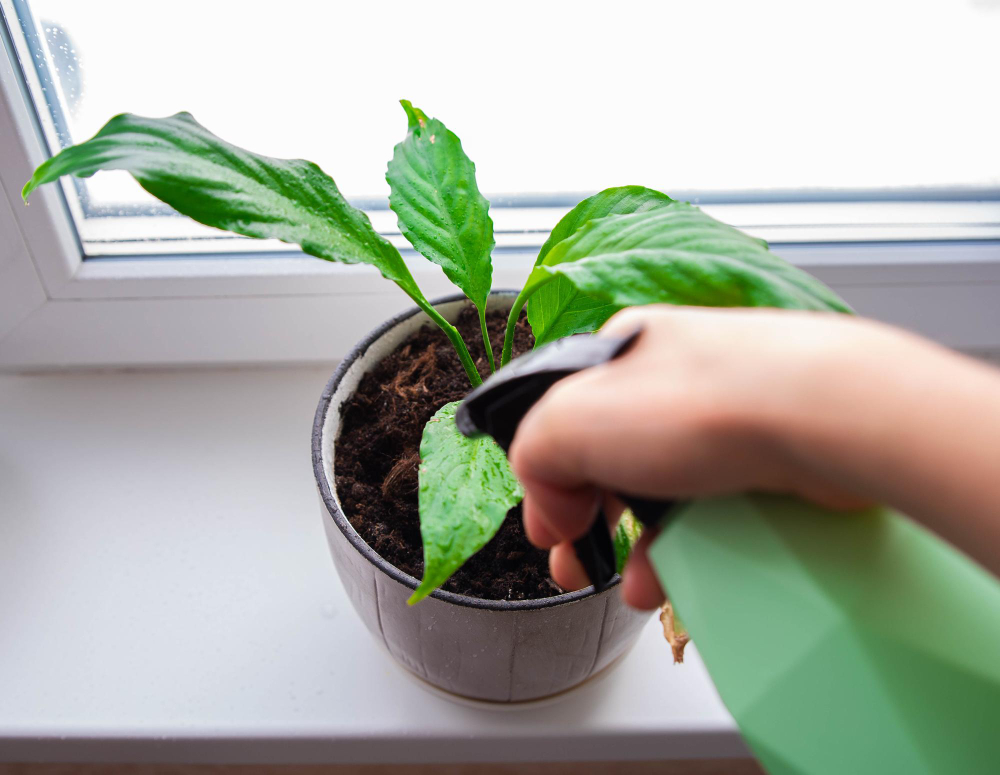Spathiphyllum Houseplant Care Hands Spray Houseplant Home Gardening