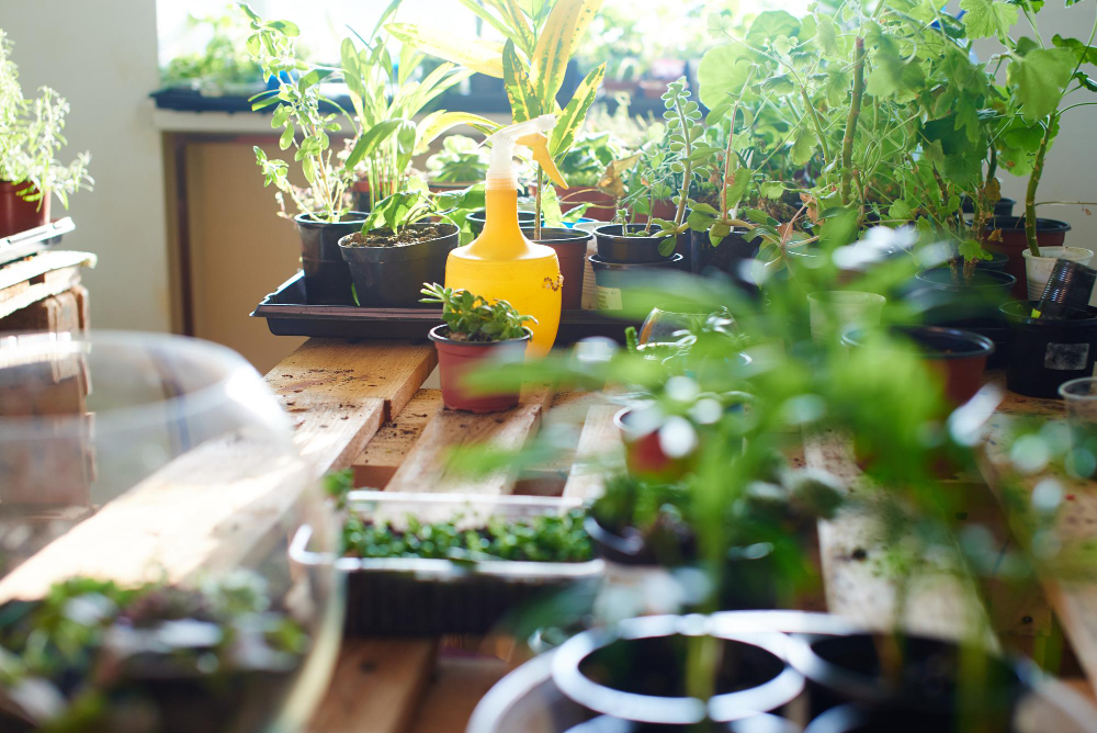 hobbyisbotanymanysproutshouseplants Pěstujme.cz tipy nejen